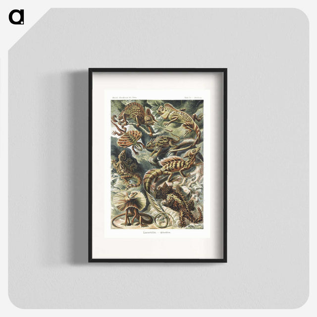 1-29_Ernst-Haeckel_blk
