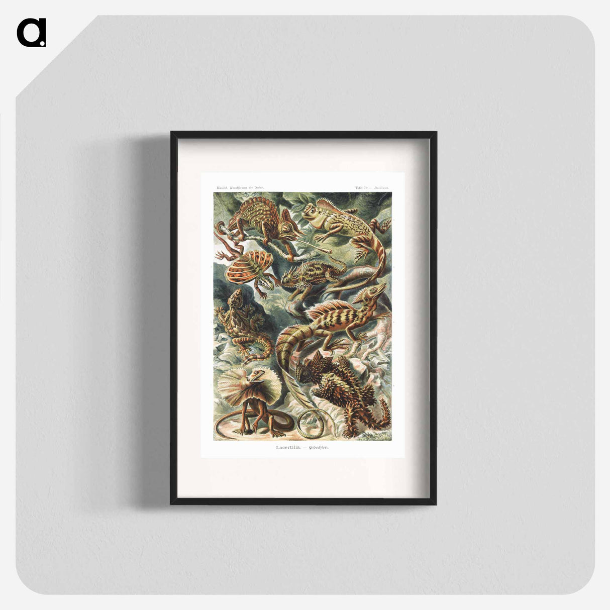 Lacertilia–Eidechlen from Kunstformen der Natur - エルンスト ヘッケル Poster.