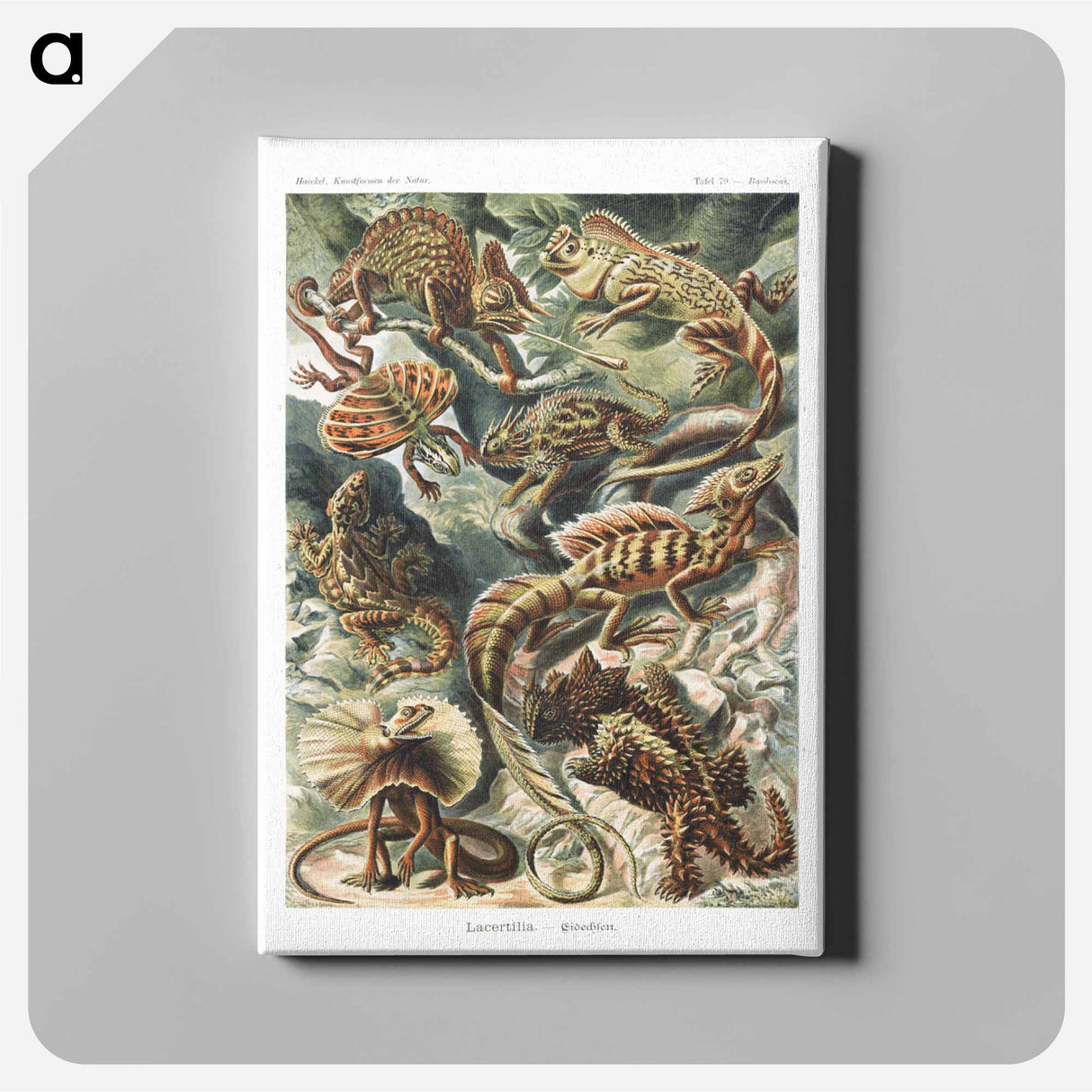 Lacertilia–Eidechlen from Kunstformen der Natur - エルンスト ヘッケル Canvas.