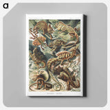 Lacertilia–Eidechlen from Kunstformen der Natur - エルンスト ヘッケル Canvas.