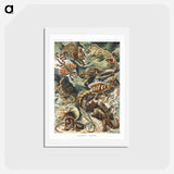 アートポストカード-Lacertilia–Eidechlen from Kunstformen der Natur - エルンスト ヘッケル Postcard.