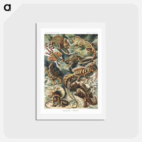 アートポストカード-Lacertilia–Eidechlen from Kunstformen der Natur - エルンスト ヘッケル Postcard.