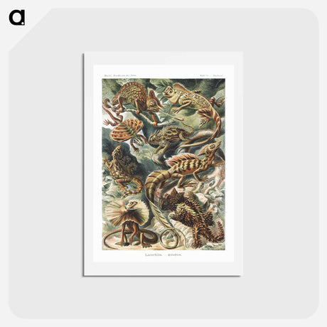 アートポストカード-Lacertilia–Eidechlen from Kunstformen der Natur - エルンスト ヘッケル Postcard.