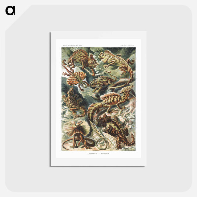 アートポストカード-Lacertilia–Eidechlen from Kunstformen der Natur - エルンスト ヘッケル Postcard.