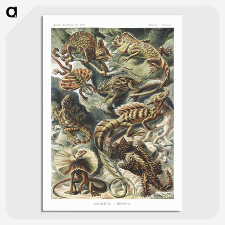 1-29_Ernst-Haeckel_picture-crop