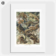 1-29_Ernst-Haeckel_picture