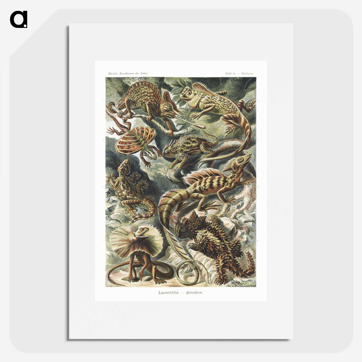 1-29_Ernst-Haeckel_picture