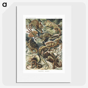 1-29_Ernst-Haeckel_picture
