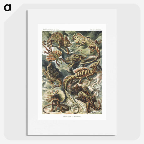 1-29_Ernst-Haeckel_picture