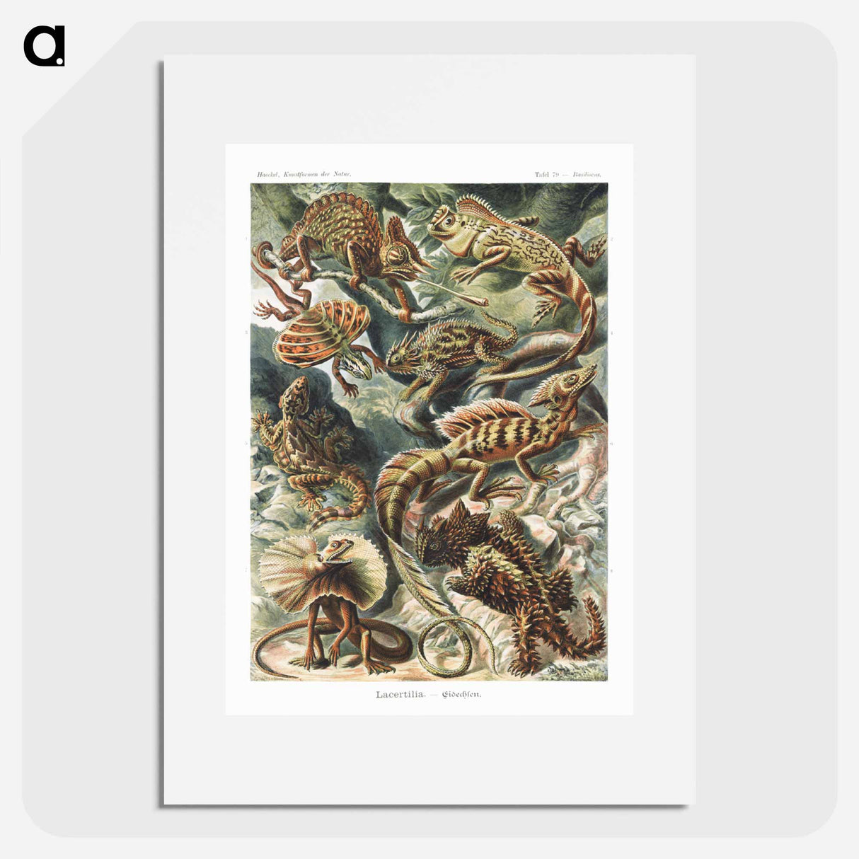 Lacertilia–Eidechlen from Kunstformen der Natur - エルンスト ヘッケル Poster.