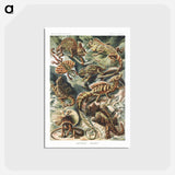 アートポストカード-Lacertilia–Eidechlen from Kunstformen der Natur - エルンスト ヘッケル Postcard.