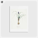 アートポストカード-Hyacinth
 - サボテン科 Postcard.