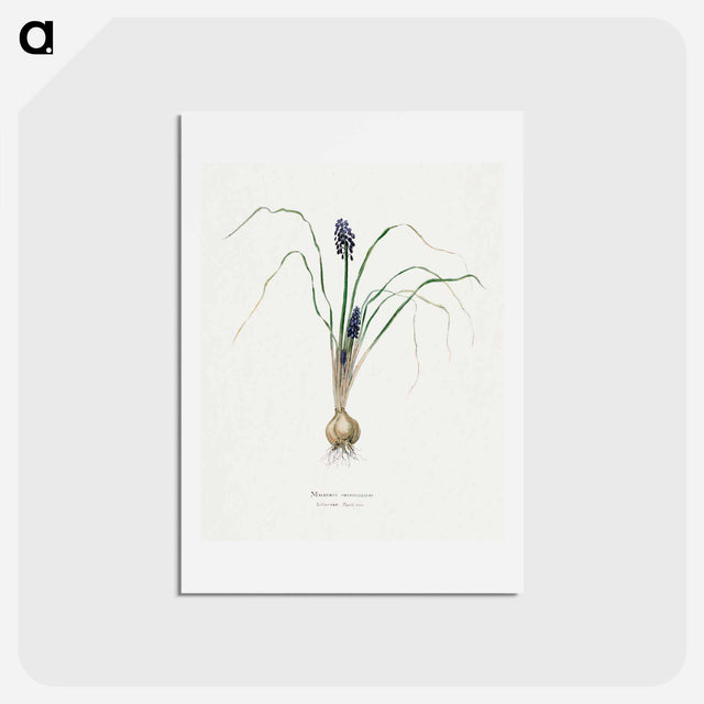 アートポストカード-Hyacinth
 - サボテン科 Postcard.