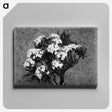 1-29_Frederick-Charles-Brockett_canvas