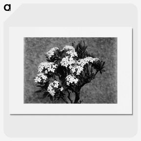 1-29_Frederick-Charles-Brockett_picture