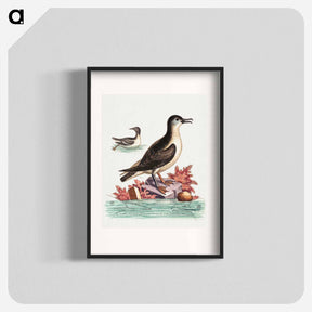 アートポスター-The Guillemot and the Puffin of the Isle of Man
 - ジョージ エドワーズ Poster.