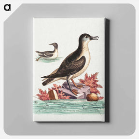 アートパネル-The Guillemot and the Puffin of the Isle of Man
 - ジョージ エドワーズ Canvas.