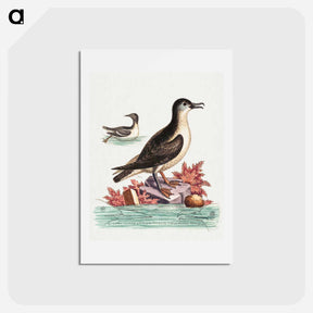 アートポストカード-The Guillemot and the Puffin of the Isle of Man
 - ジョージ エドワーズ Postcard.