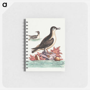 アートメモ帳-The Guillemot and the Puffin of the Isle of Man
 - ジョージ エドワーズ Memo.