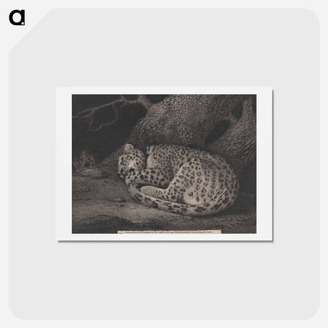 アートポストカード-A Sleeping Leopard
 - ジョージ スタッブス Postcard.