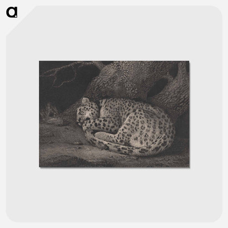 アートポストカード-A Sleeping Leopard
 - ジョージ スタッブス Postcard.