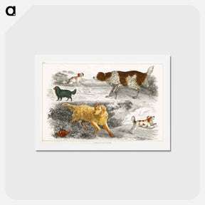 アートポストカード-Dogs and Cocker: From Goldsmith's Animated Nature
 - ゴールドスミスの生き生きとした自然 Postcard.