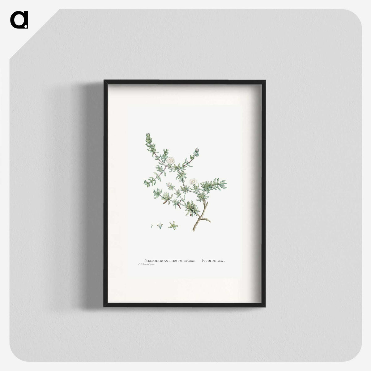 1-29_Histoire-des-Plantes-Grasses_blk