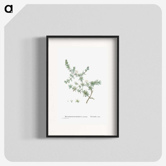 1-29_Histoire-des-Plantes-Grasses_blk