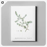 1-29_Histoire-des-Plantes-Grasses_canvas