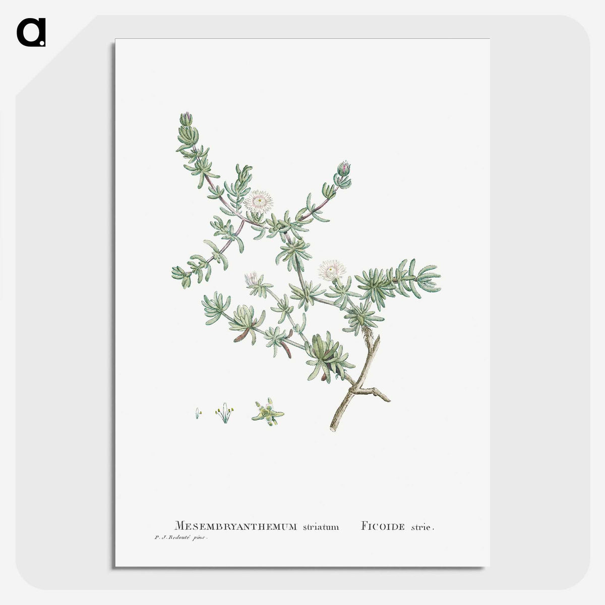 1-29_Histoire-des-Plantes-Grasses_picture-crop