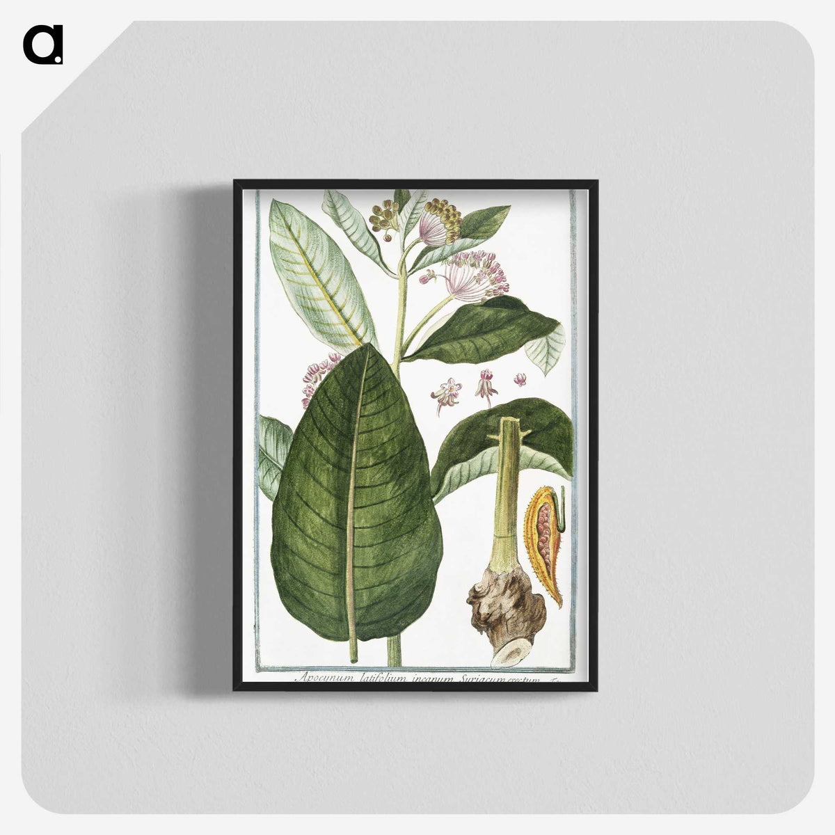 1-29_Hortus-Romanus-Botanical-Plates_blk-crop