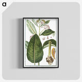 1-29_Hortus-Romanus-Botanical-Plates_blk-crop