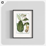 1-29_Hortus-Romanus-Botanical-Plates_blk