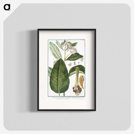 1-29_Hortus-Romanus-Botanical-Plates_blk