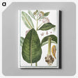 1-29_Hortus-Romanus-Botanical-Plates_canvas