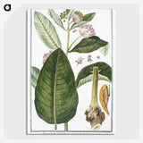 1-29_Hortus-Romanus-Botanical-Plates_picture-crop