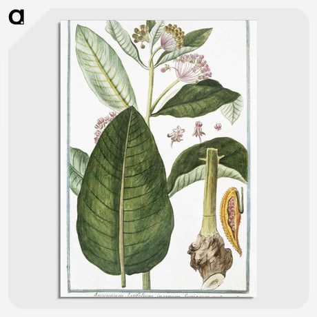 1-29_Hortus-Romanus-Botanical-Plates_picture-crop