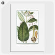 1-29_Hortus-Romanus-Botanical-Plates_picture