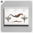 1-29_Ichtyologie-ou-Histoire-naturelle_canvas
