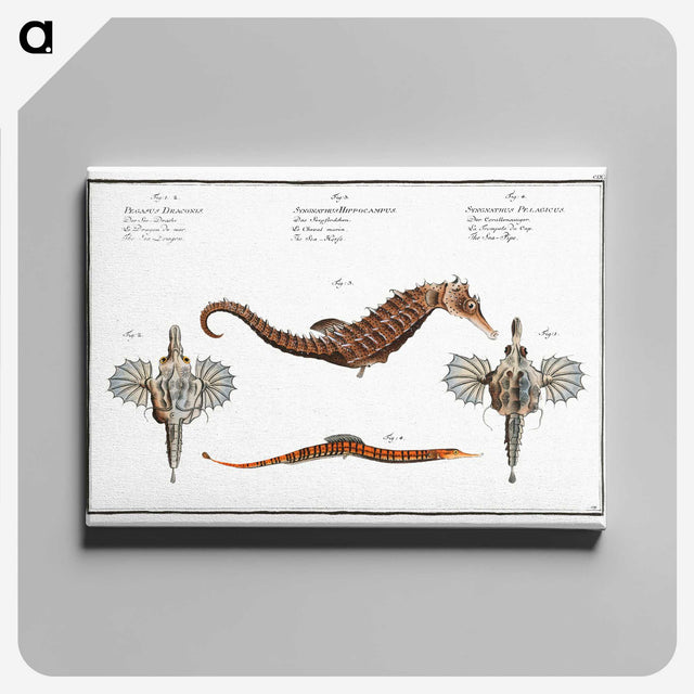 1-29_Ichtyologie-ou-Histoire-naturelle_canvas