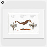1-29_Ichtyologie-ou-Histoire-naturelle_picture