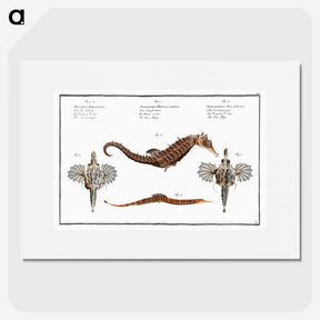1-29_Ichtyologie-ou-Histoire-naturelle_picture