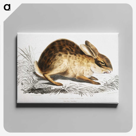 1-29_Indian-Zoology_canvas