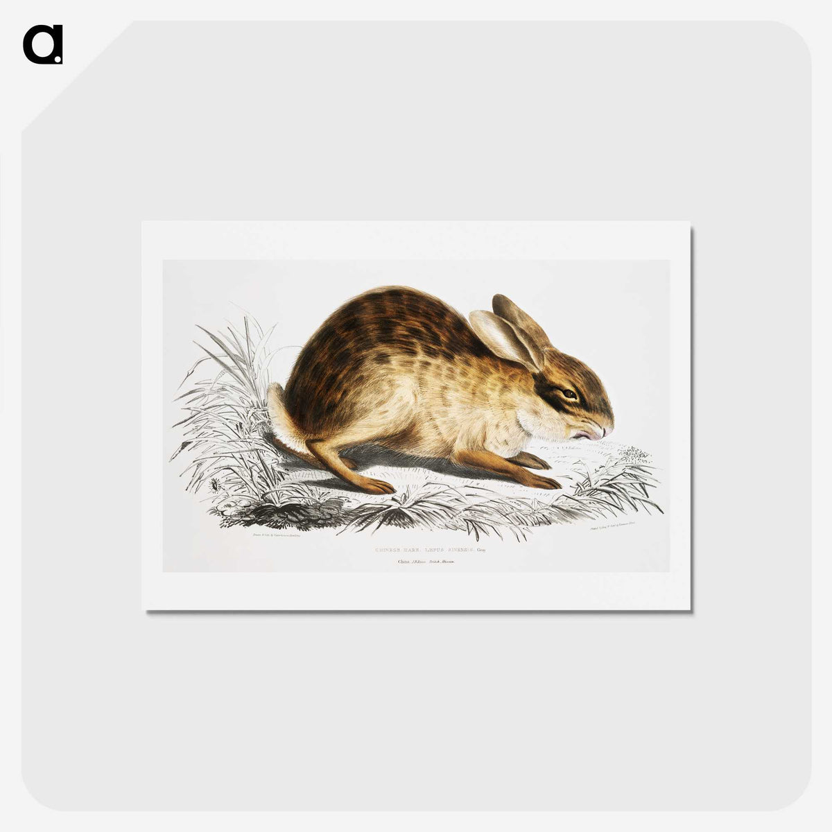 1-29_Indian-Zoology_hagaki