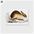 1-29_Indian-Zoology_postcard
