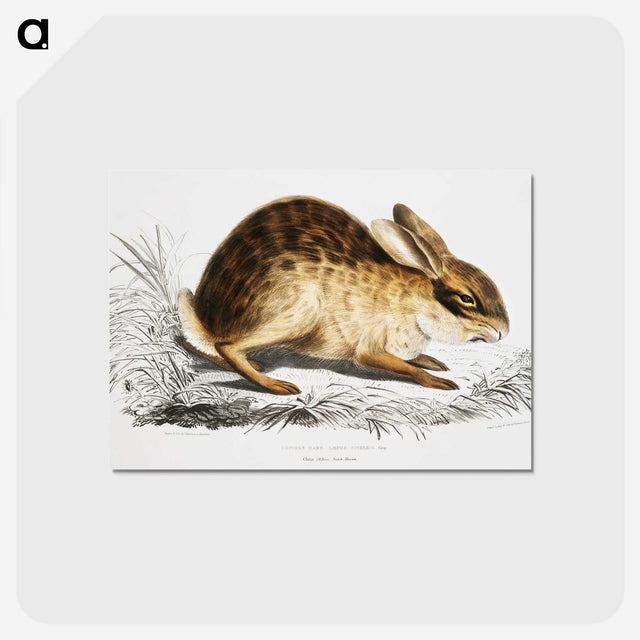 1-29_Indian-Zoology_postcard