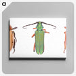 1-29_Insects-Unlocked-Project_canvas