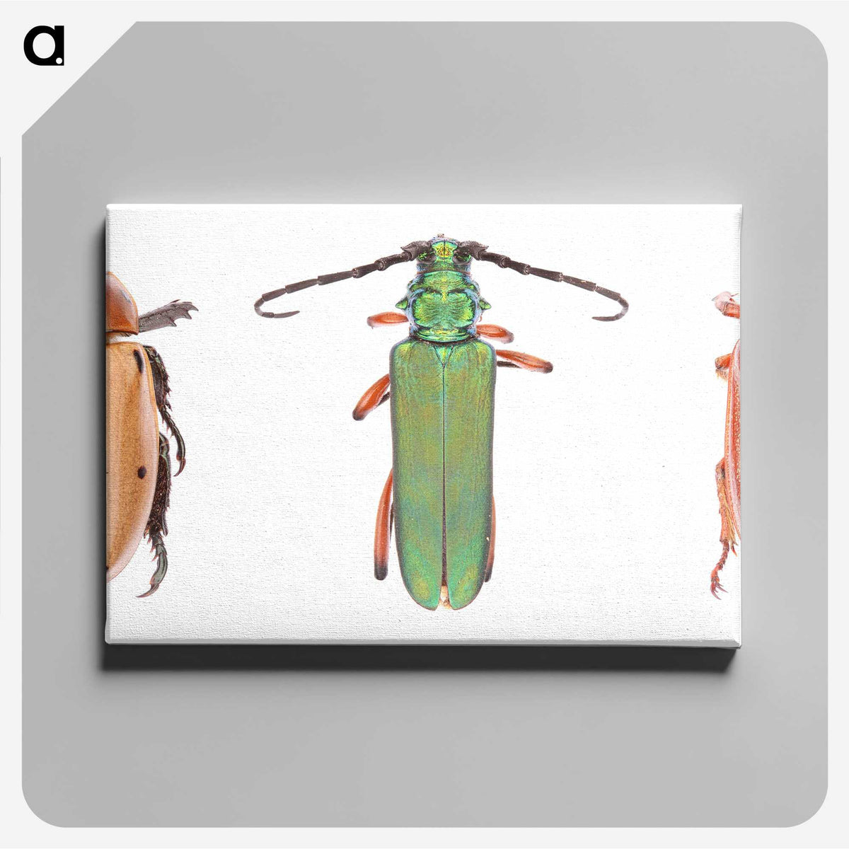 1-29_Insects-Unlocked-Project_canvas