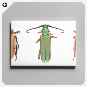 1-29_Insects-Unlocked-Project_canvas