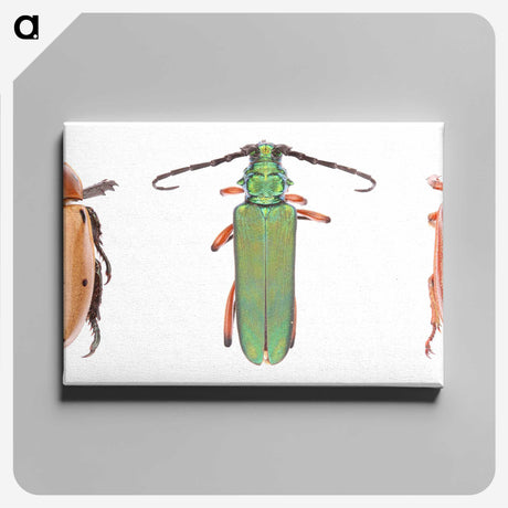 1-29_Insects-Unlocked-Project_canvas